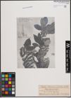Foto von Salix daiseniensis Seemen